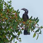 Bushy-crested Hornbill