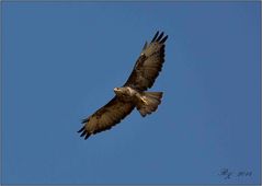 Bussard