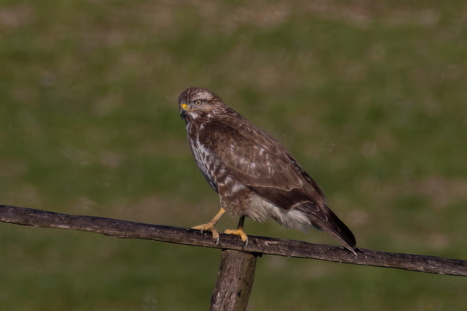 Bussard