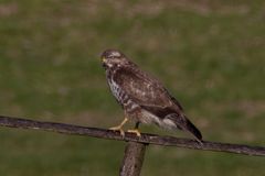 Bussard