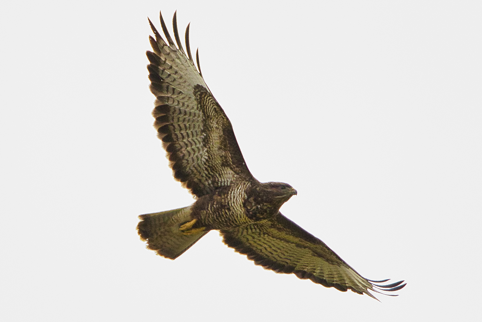 Bussard 01