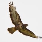 Bussard 01