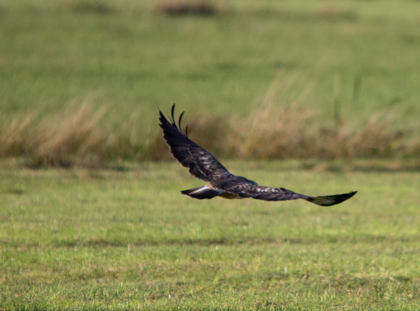 Bussard 