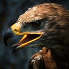 Bussard