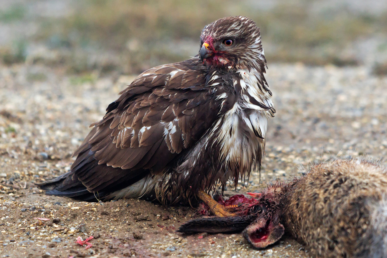 Bussard 02