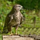 --- Bussard ---