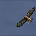 Bussard 04