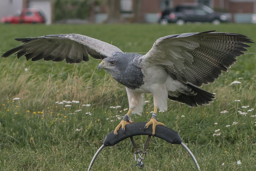 Bussard