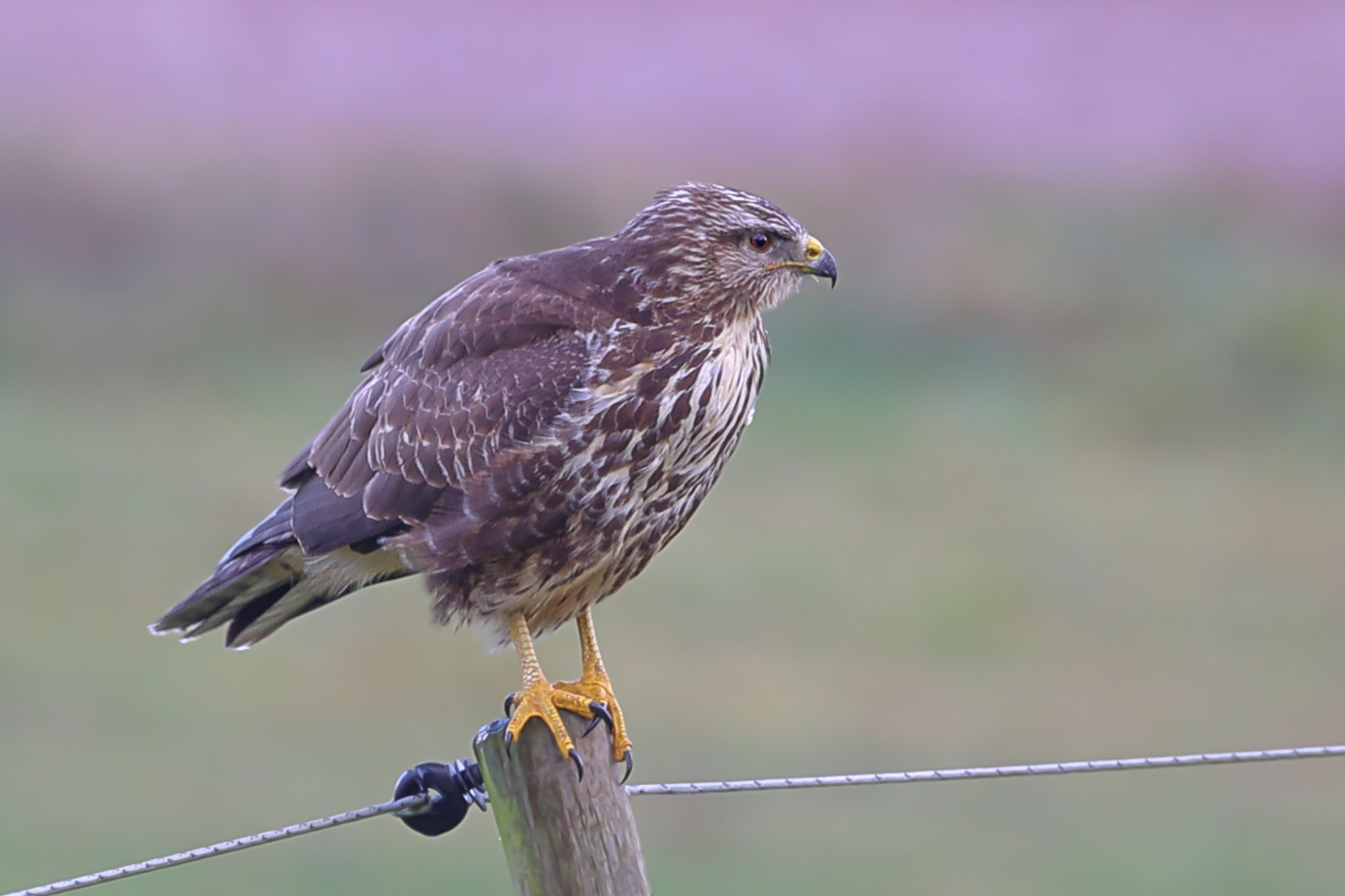 Bussard