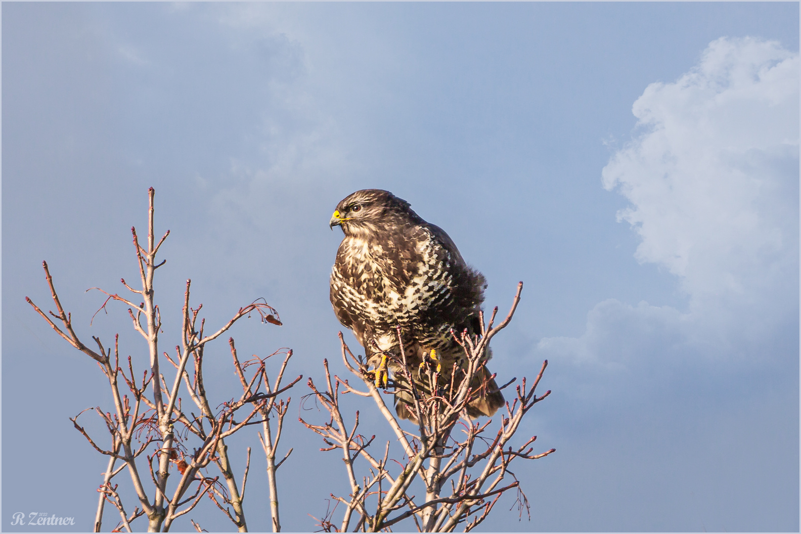 Bussard