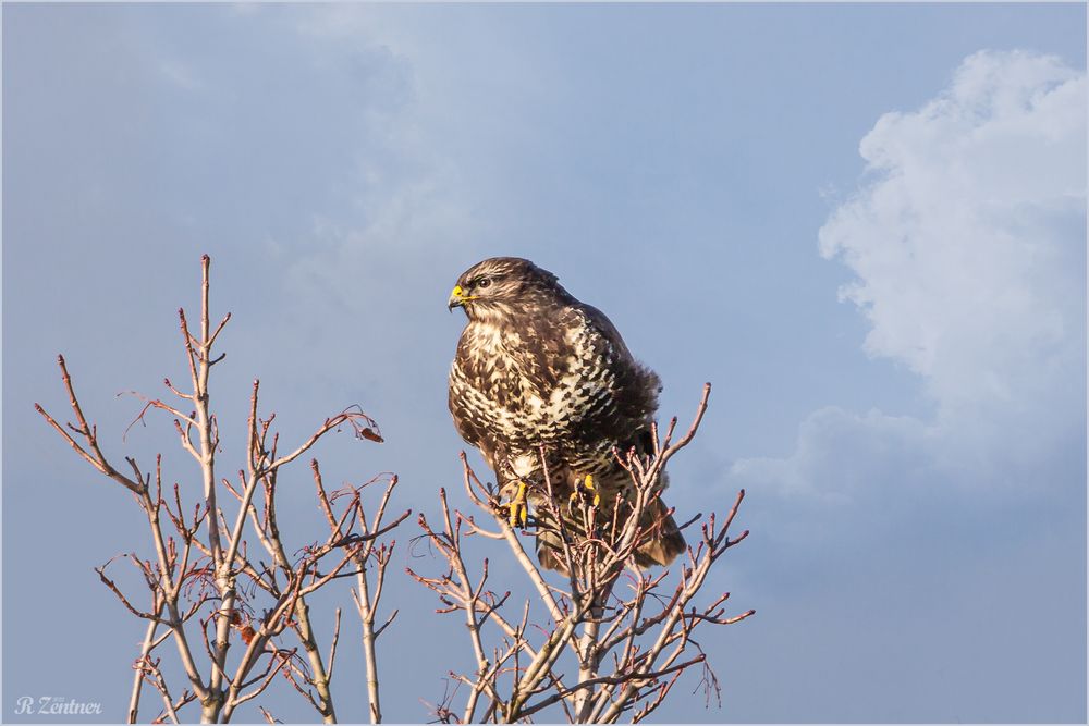 Bussard