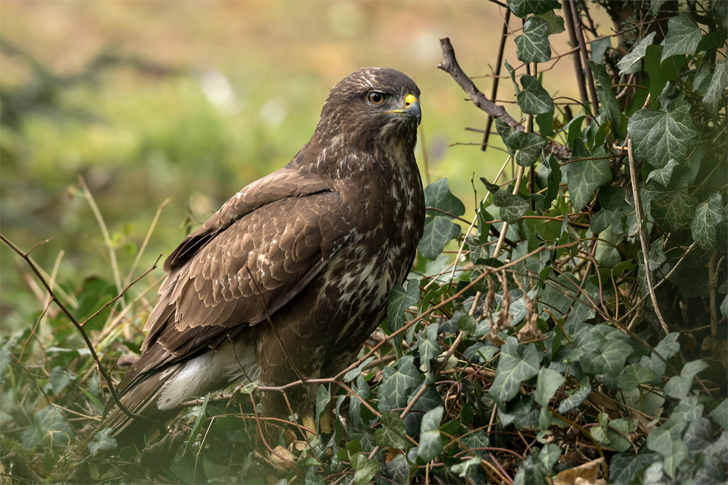 Bussard