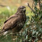 Bussard