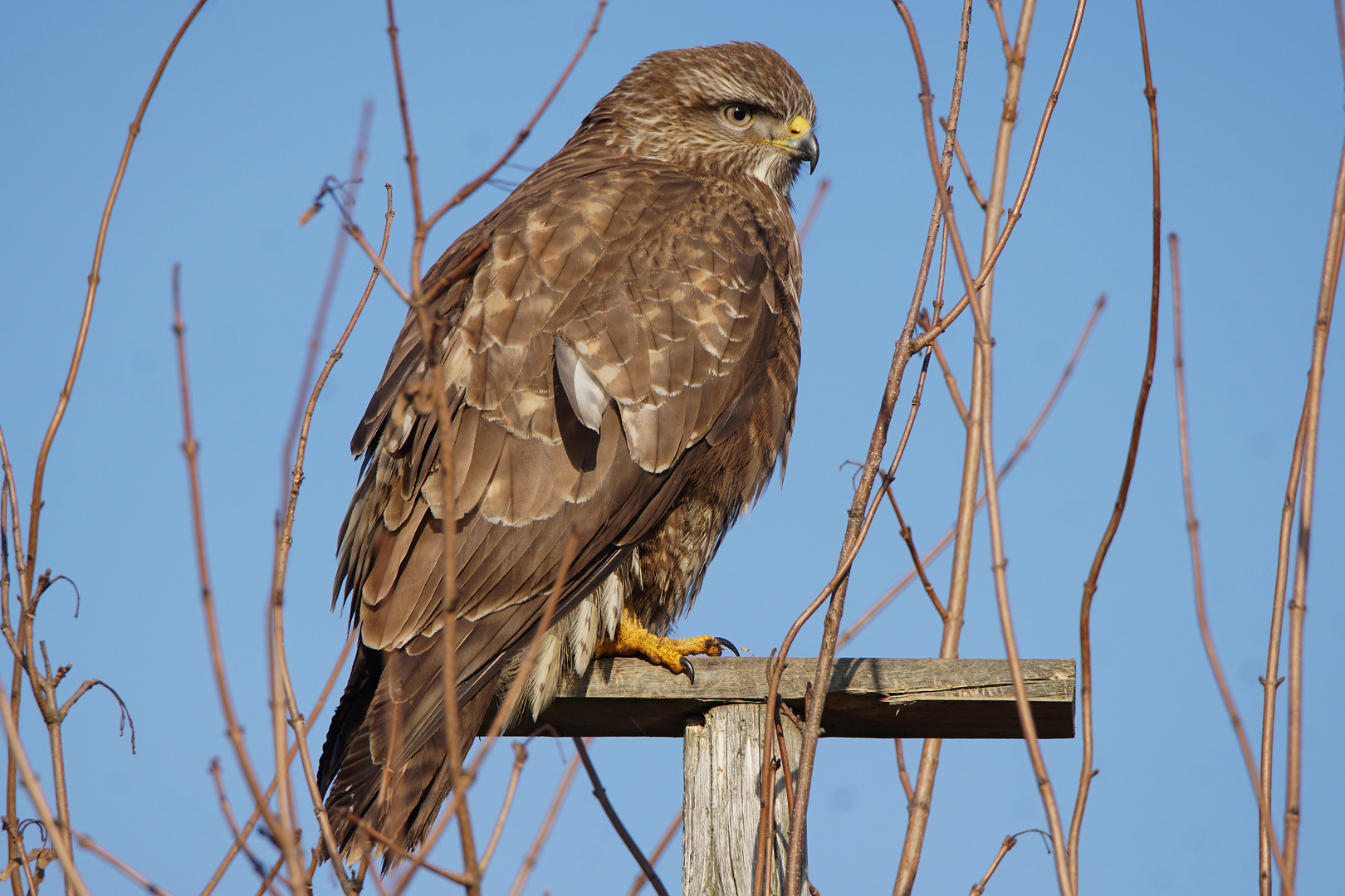 Bussard