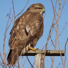 Bussard