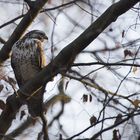 Bussard