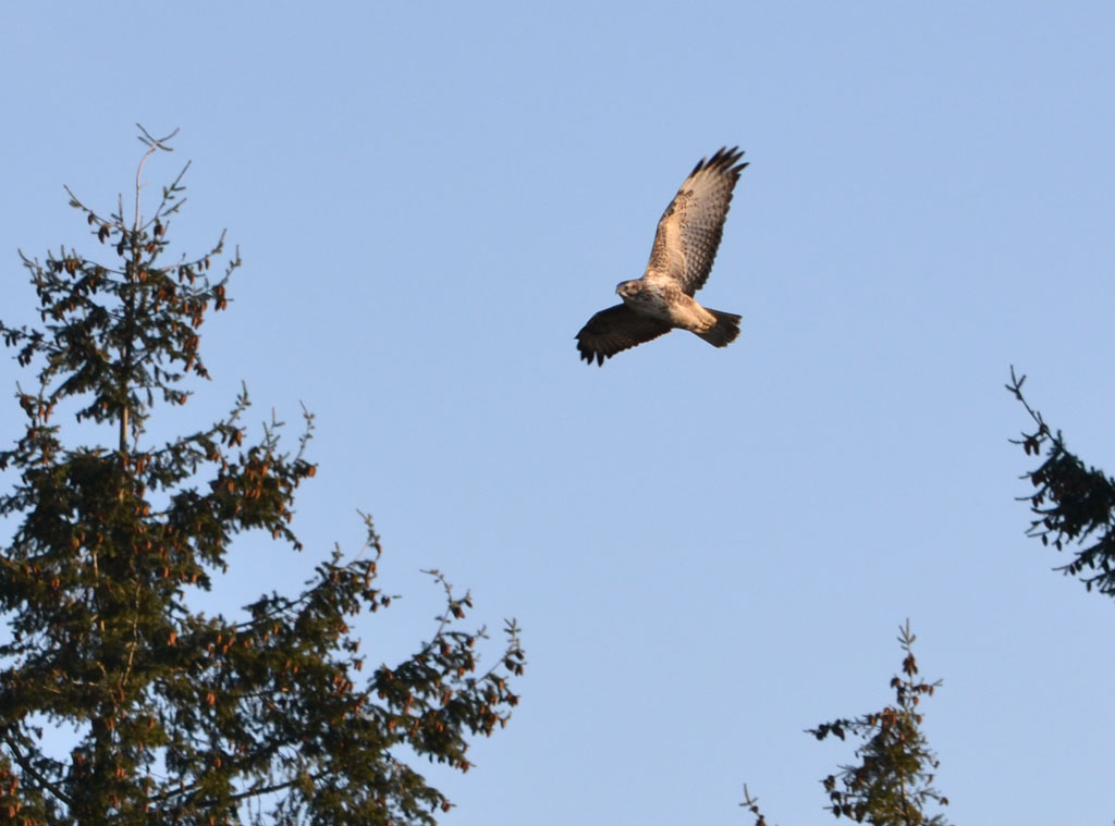 Bussard