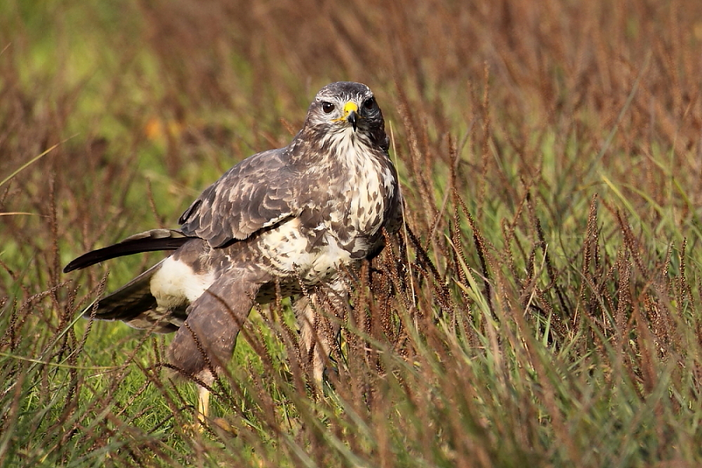 Bussard