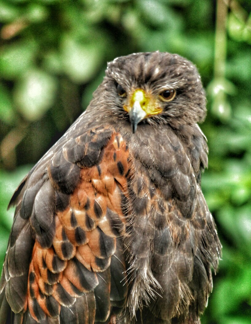 Bussard