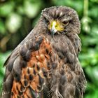 Bussard