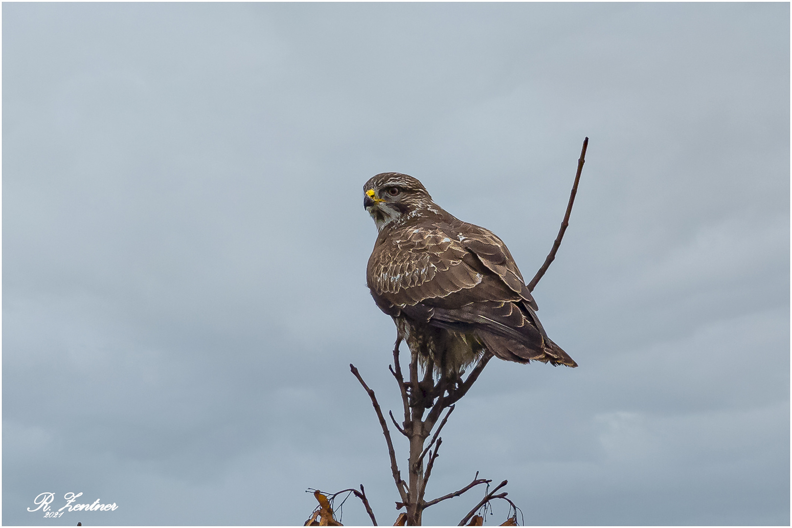 Bussard