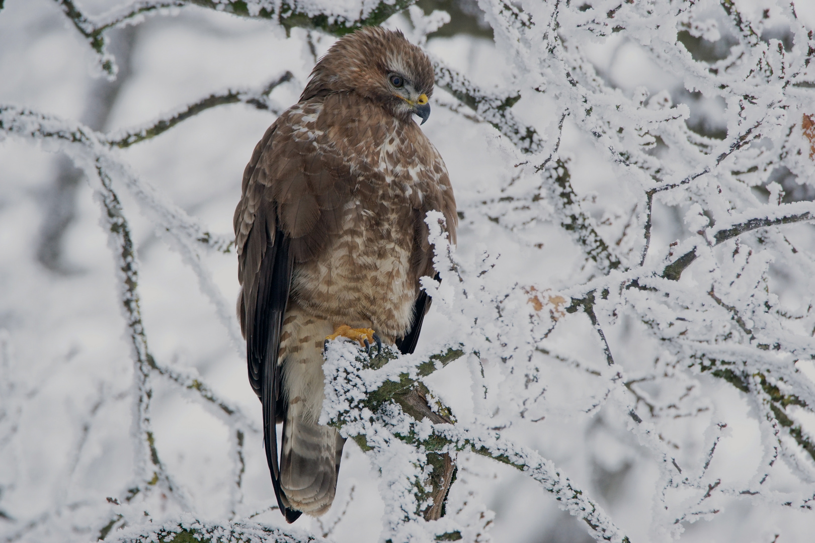 Bussard