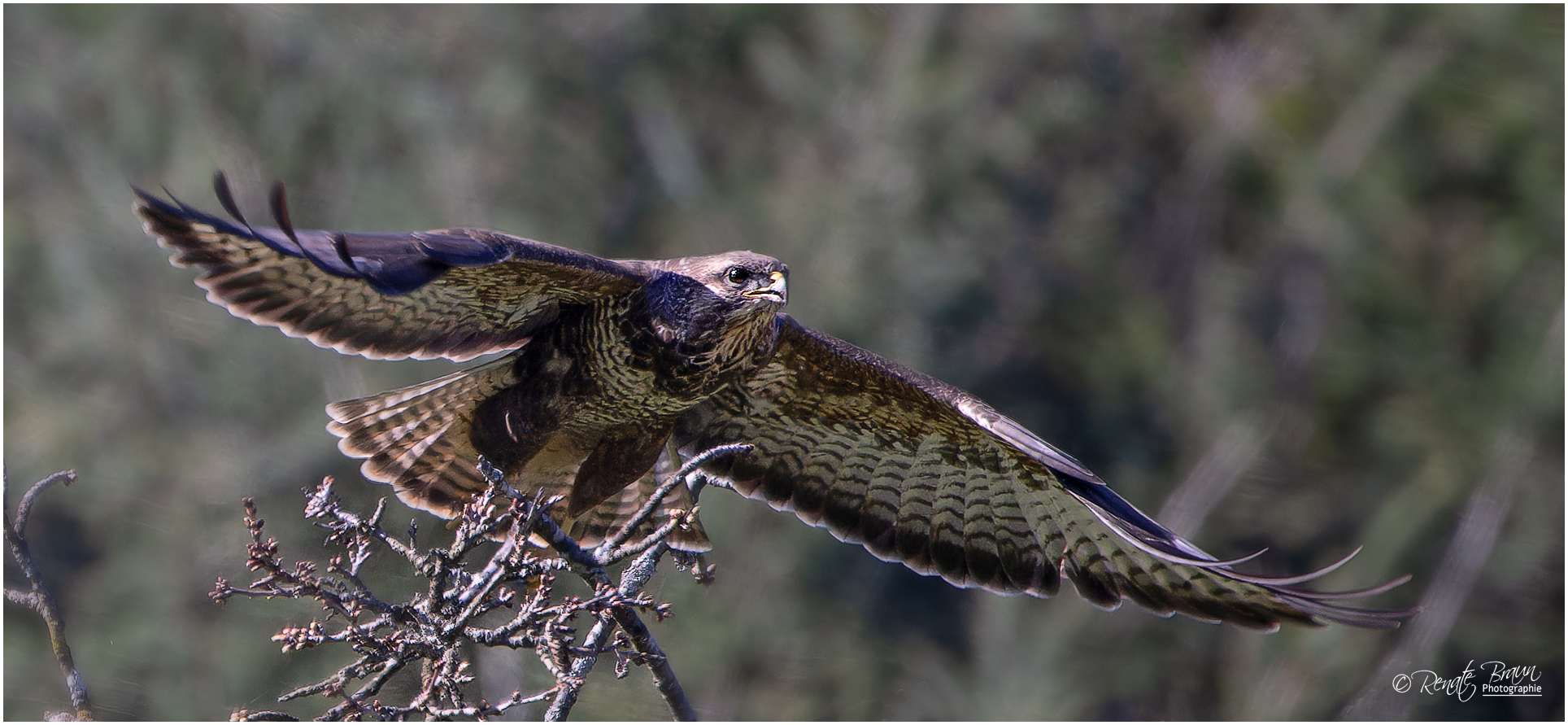 Bussard