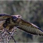 Bussard