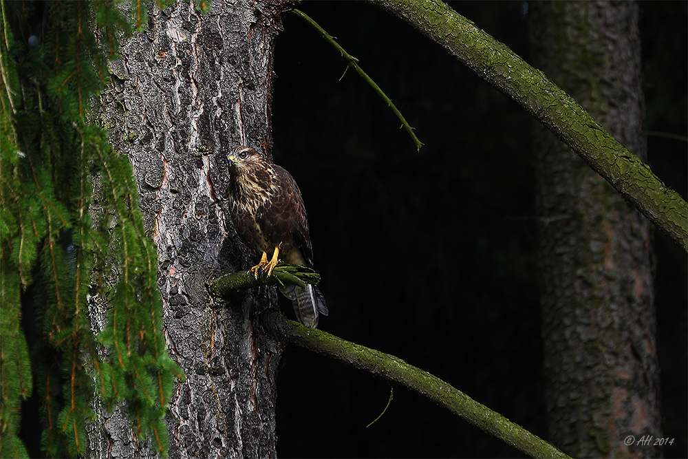 Bussard