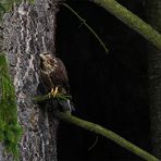 Bussard