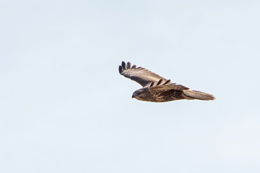 Bussard