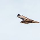 Bussard