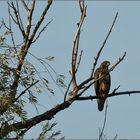 Bussard