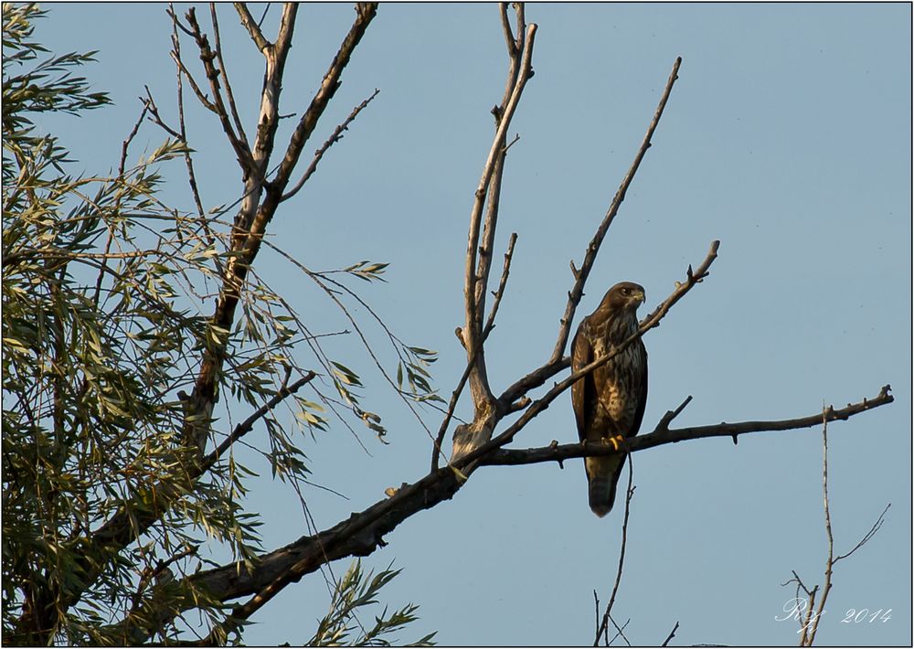 Bussard