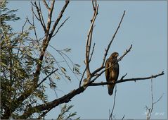 Bussard