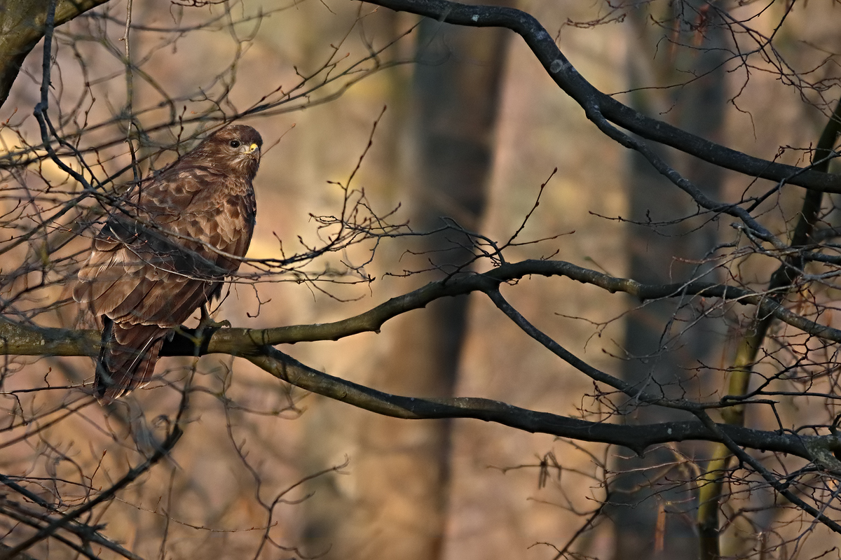 Bussard