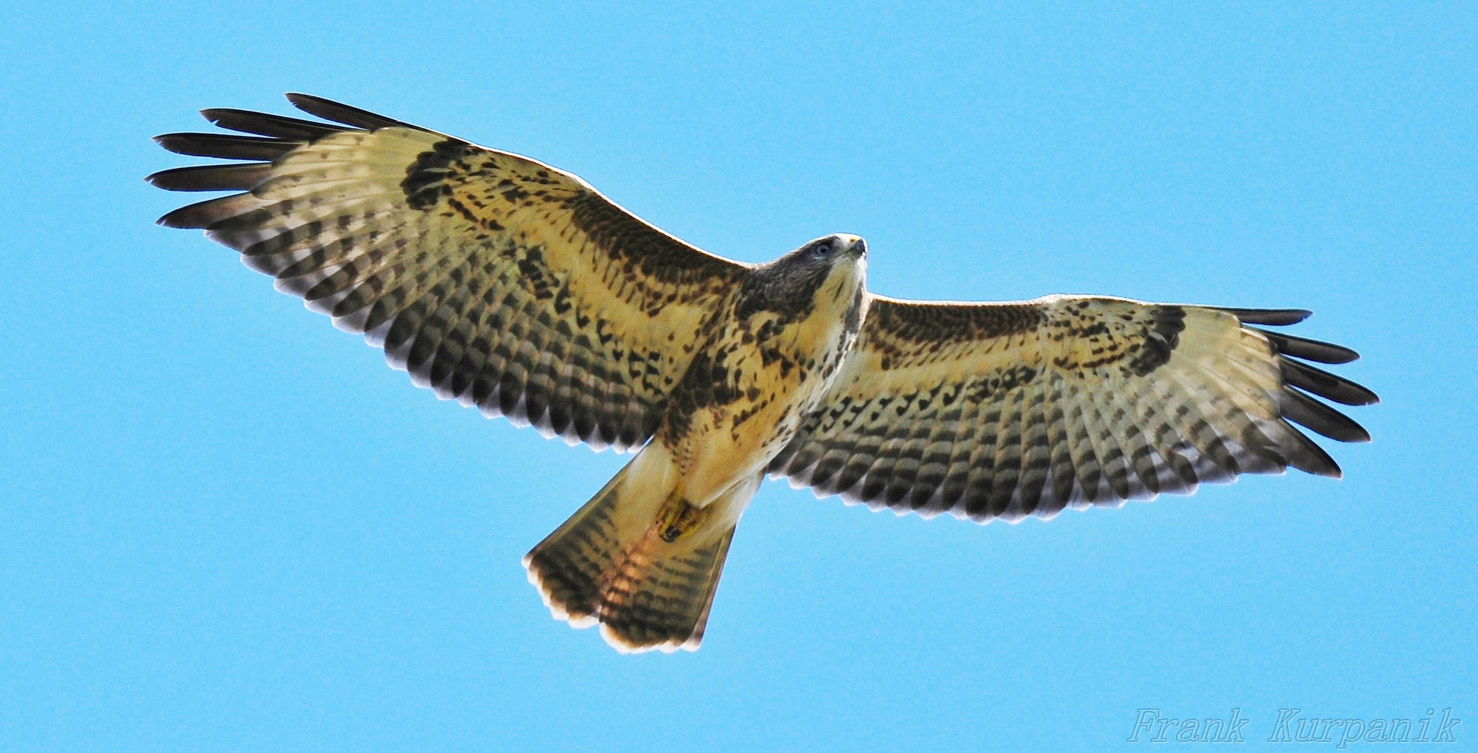 Bussard