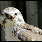 Bussard