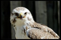 Bussard