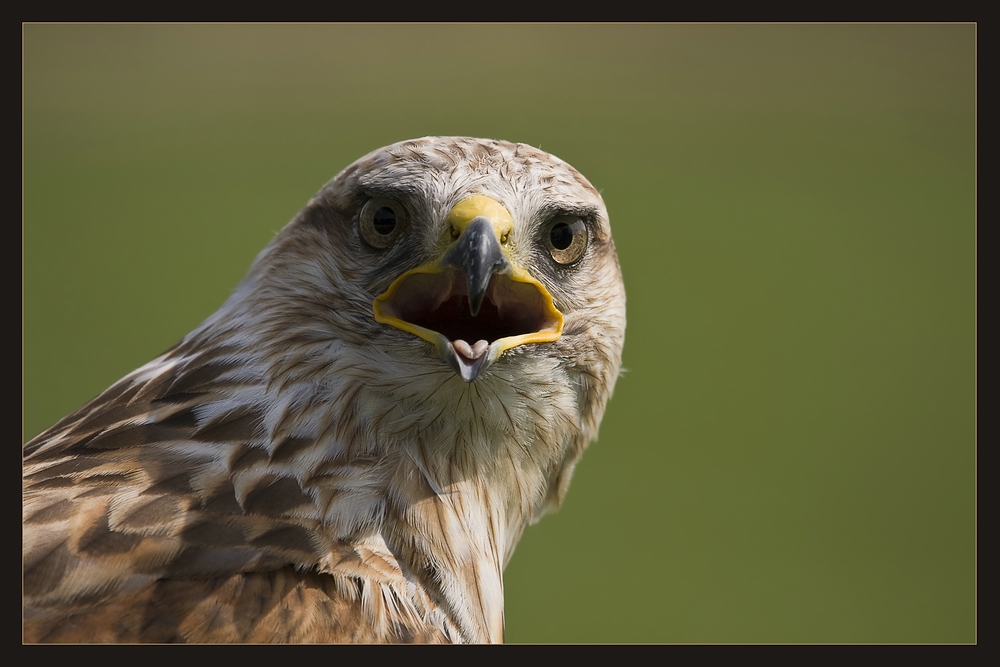 Bussard