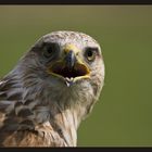 Bussard