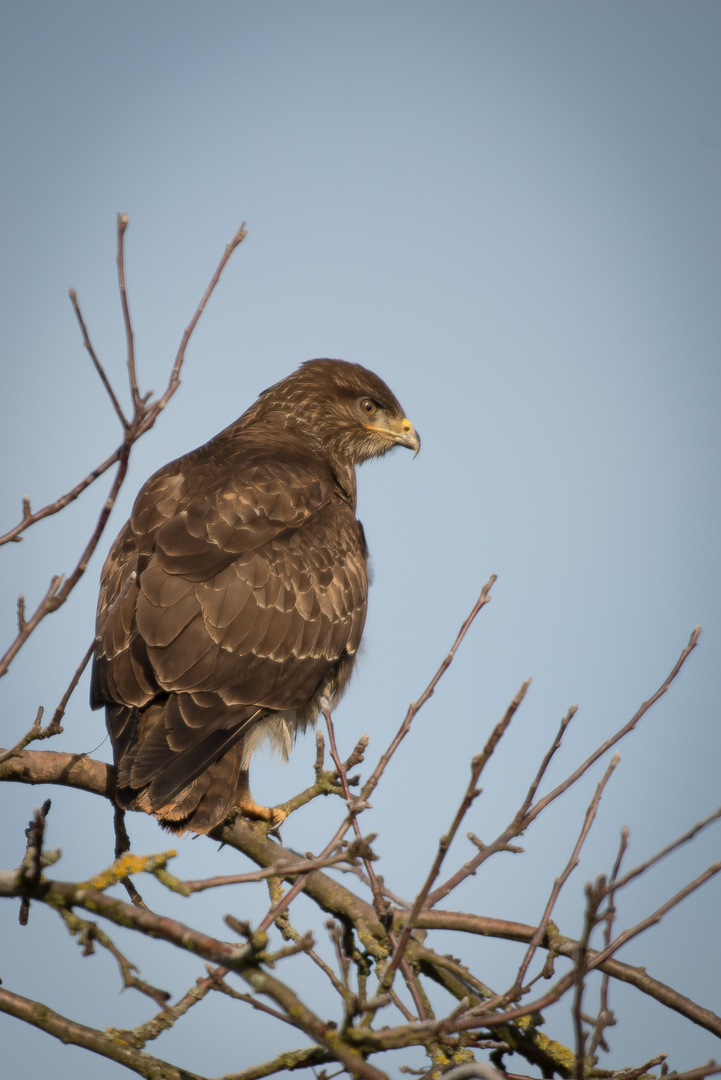 Bussard