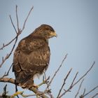 Bussard