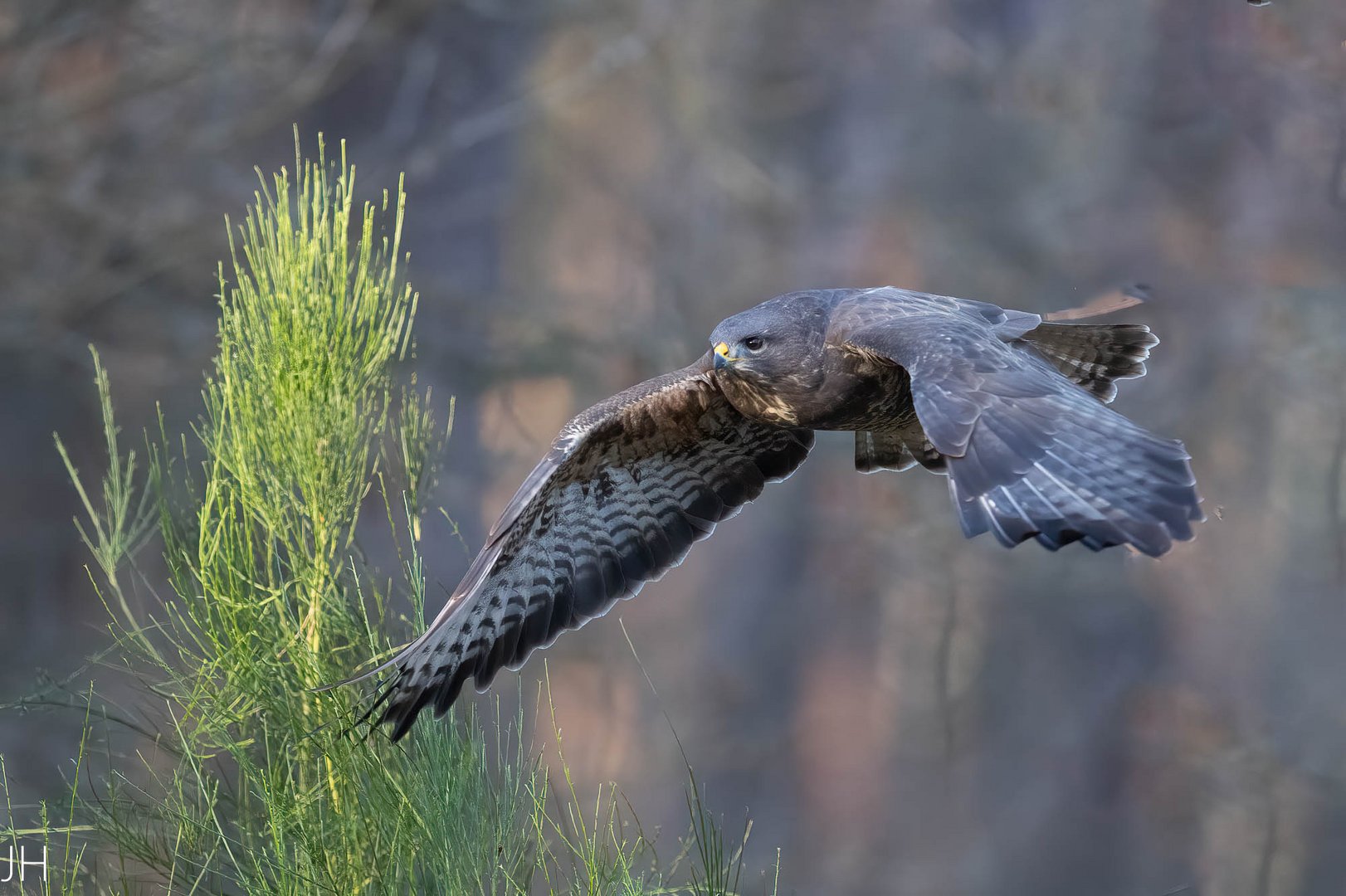 Bussard..