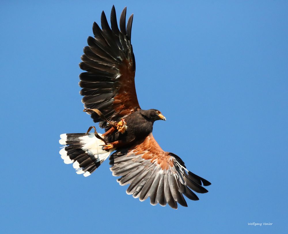 Bussard