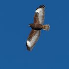 Bussard