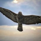 Bussard