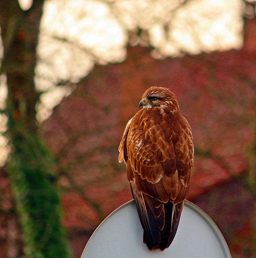 Bussard