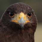 Bussard