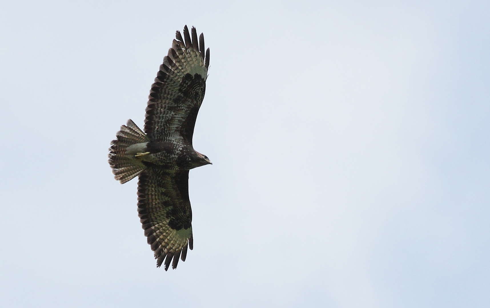 Bussard